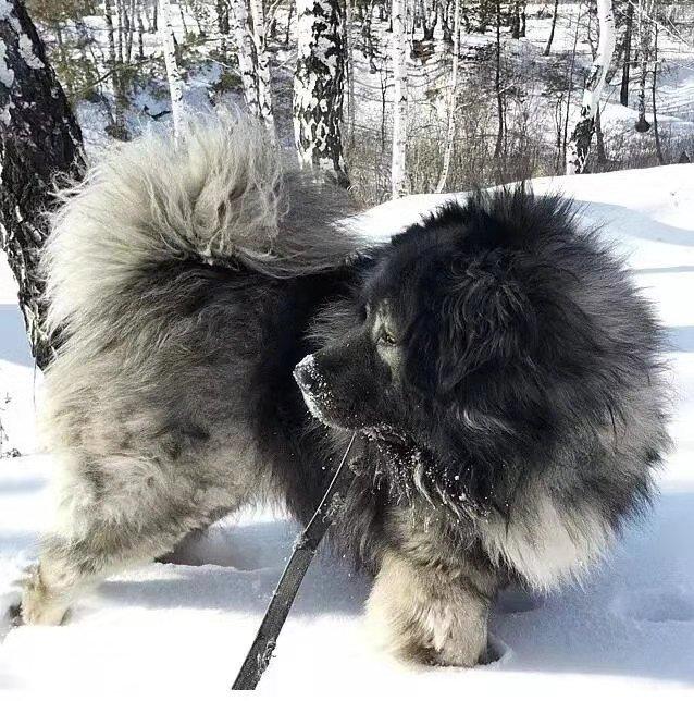 “牧场守护者”猛犬高加索