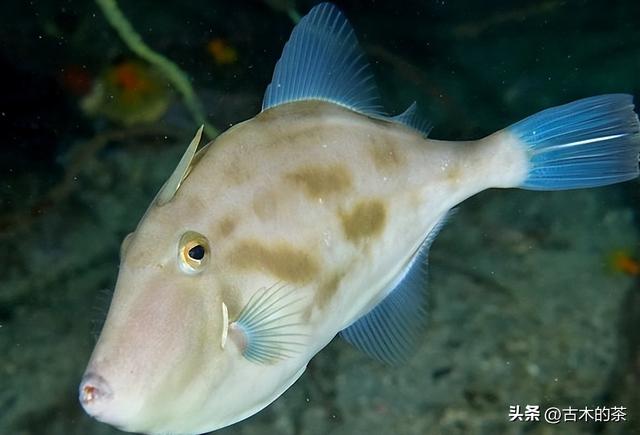 绿鳍马面鲀的生物学特性和养殖技术