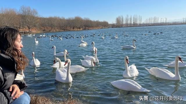 2022新年，伊犁童话天鹅湖，看国家二级保护鸟类疣鼻天鹅水上芭蕾