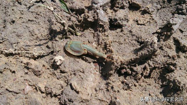 这种动物的名字很霸气，曾历经3次生物大灭绝，现在却沦为宠物