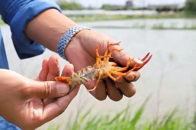 吃货们有福啦~家门口养殖的“澳洲小青龙”今年夏天上市