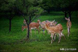 鹿养殖的前景(别再养猪牛羊了养殖梅花鹿年销售额破百万，挖掘农业新蓝海)