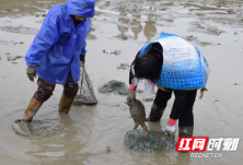 帮扶在一线丨通道：玉河青鳖走出侗乡 水产养殖增收致富