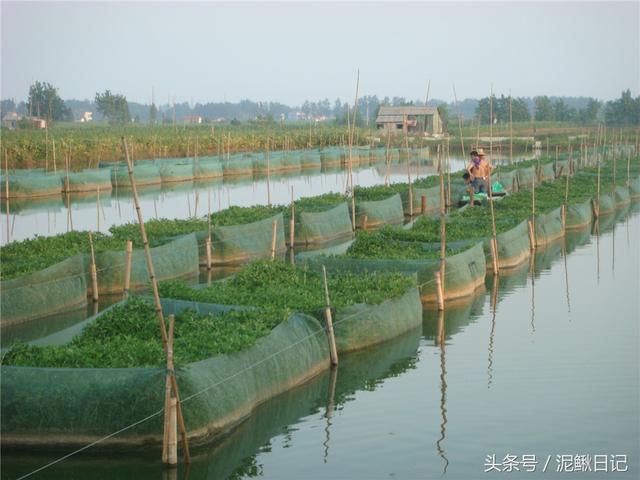 养黄鳝不要泥，水产人这样做