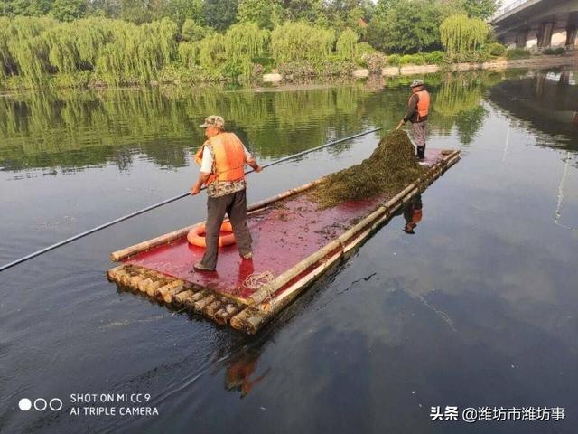 潍坊虞河白浪河水草大作战