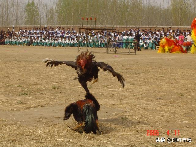 中国斗鸡，餐桌上的“战斗机”