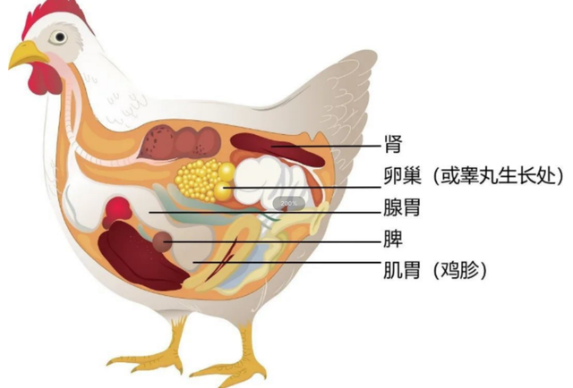 母鸡产蛋量为何如此高？没有公鸡帮忙，母鸡产的蛋，还有营养吗？