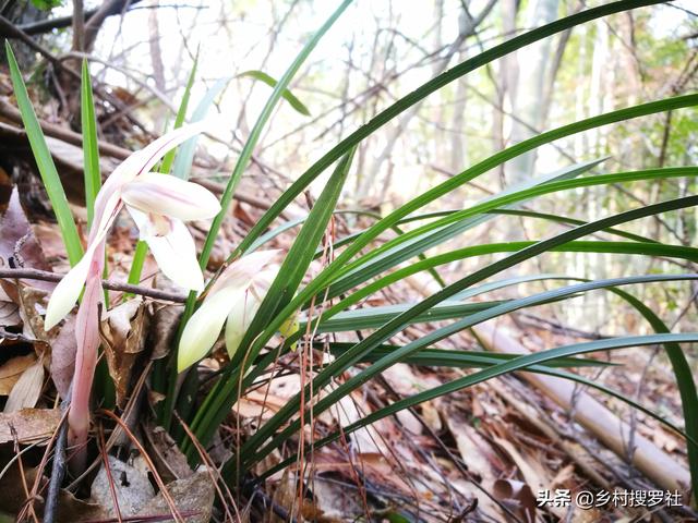 3月种植下山春兰必知否则很难服盆，这几个操作过程不能少