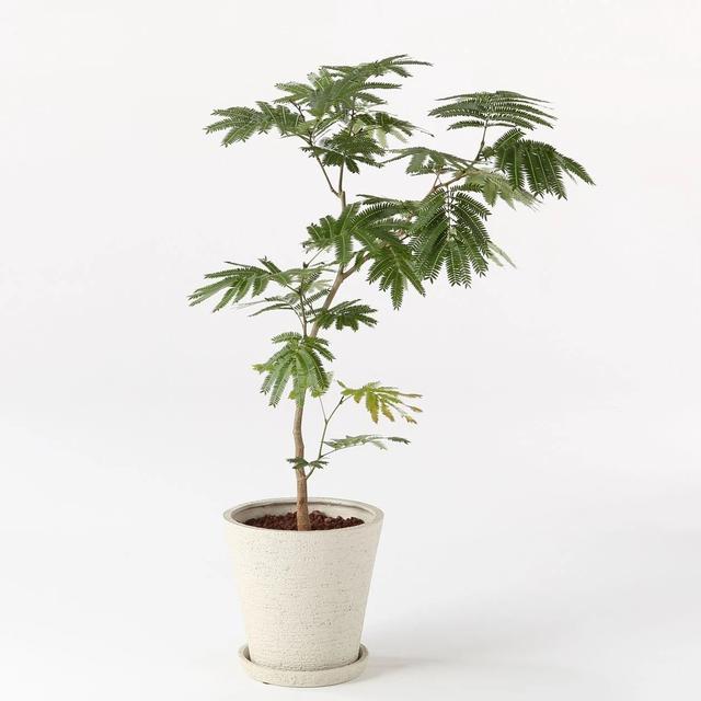 人气极高的7种室内观叶植物，这些盆栽植物多年流行一直没衰减