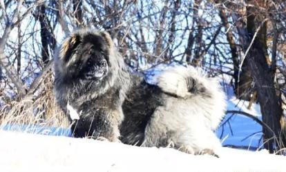 “牧场守护者”猛犬高加索