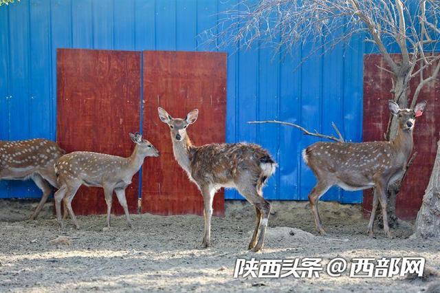 把梅花鹿养到戈壁滩上的陕西俊后生