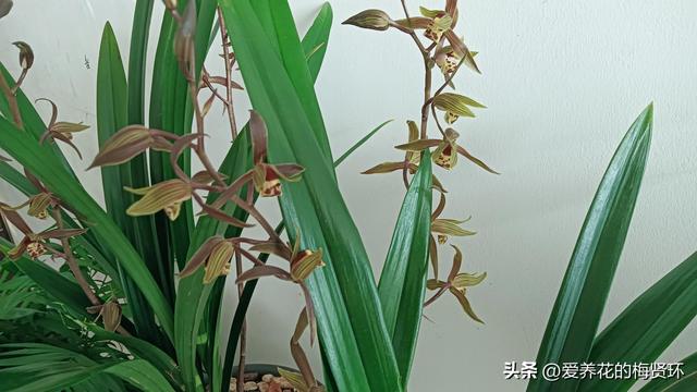 4月中旬后如何养护墨兰？及时做好“5点”，叶片翠绿，发芽多