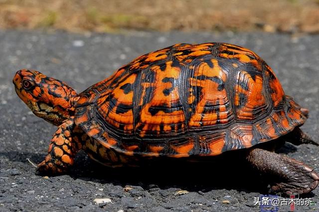 墨西哥箱龟生物学特性及人工养殖技术