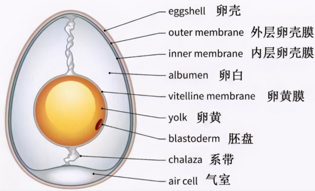 母鸡产蛋量为何如此高？没有公鸡帮忙，母鸡产的蛋，还有营养吗？