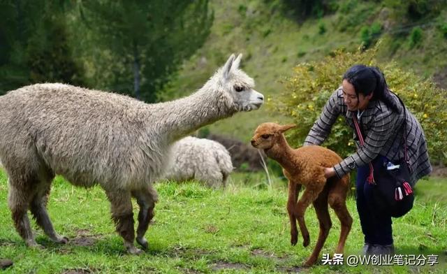 经济效益高达100万的新兴养殖项目？拥有比猪牛羊高的经济价值？