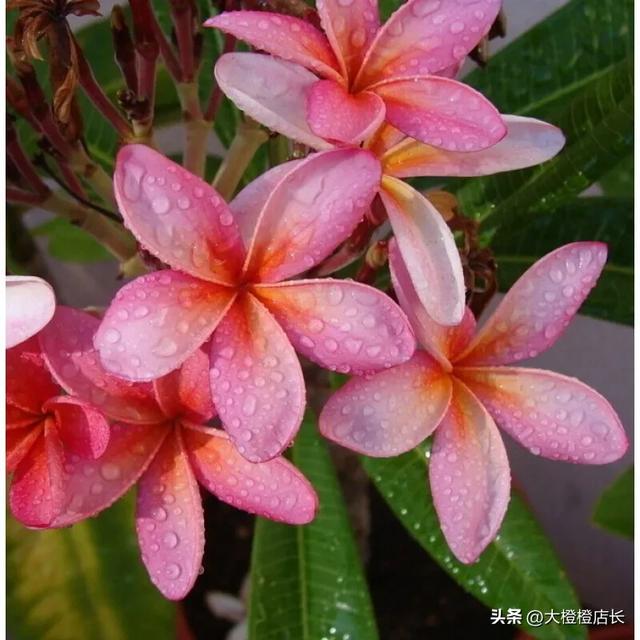 分享图片——漂亮的鸡蛋花