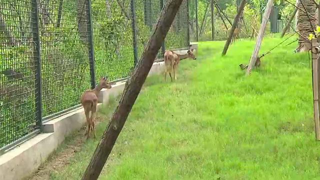 申城土著獐家族喜添四宝 上海动物园着力恢复本土物种