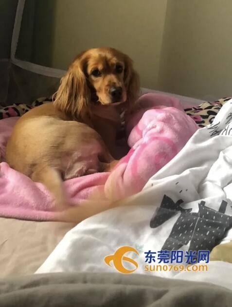 爱犬1死1伤，自己吓出心脏病住院……业主小区遛狗遭遇惊魂一幕