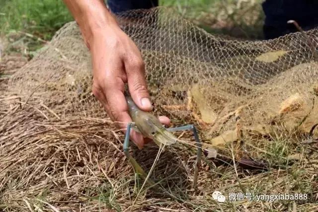 厉害！这个“仿生学+生物絮团”生态养虾模式轰动广西！