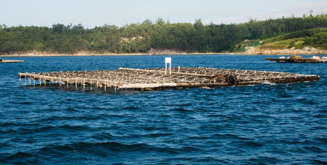 海胆可以人工养殖吗？养殖这种海珍品，这些要点很关键