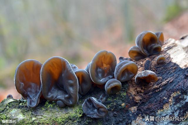 你没去过的陕西——小江南陕南