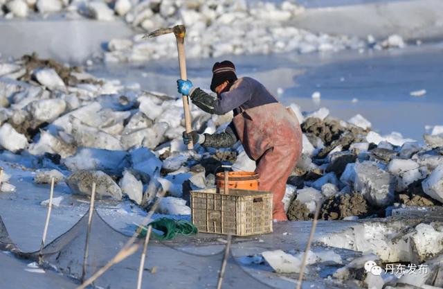 全景实拍！冰天雪地，东港挖蛏人……