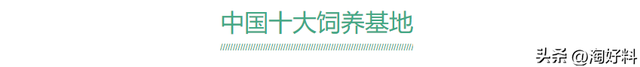 中国十大饲养基地！中国最大的养殖场在哪？（蛋鸡、水产、畜牧）