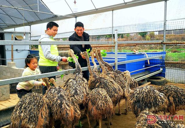 灌阳：鸵鸟“拓”出致富路