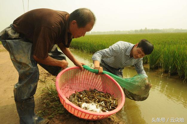 稻田共生养泥鳅，青苔如何防除？泥鳅防逃方法？有没有政策支持？