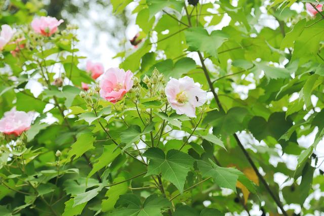 2023天府芙蓉花节开幕，成都赏花攻略来了