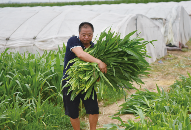 1座大棚蚂蚱40天卖2500元，颠覆你的想象，河北夫妻去年净挣40万