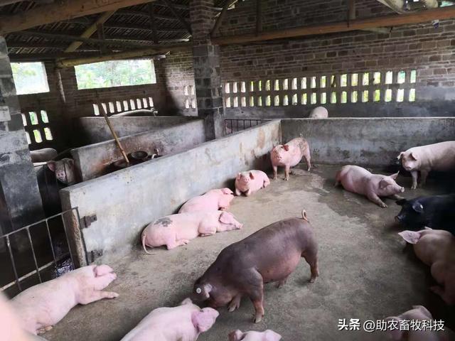 兴业县这个猪场采用微生物技术解决了环保问题并形成生态循环养殖