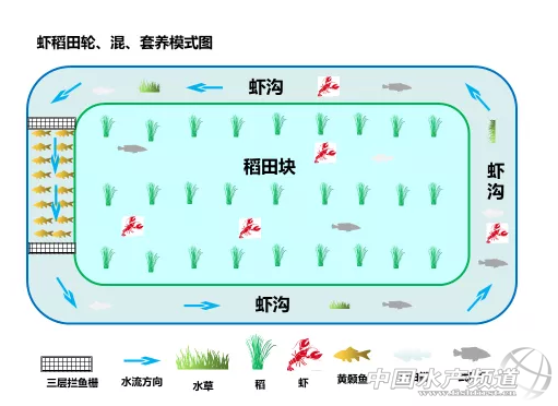 养虾升级革命来了，只需千元级改造投入，每亩至少产千斤鱼