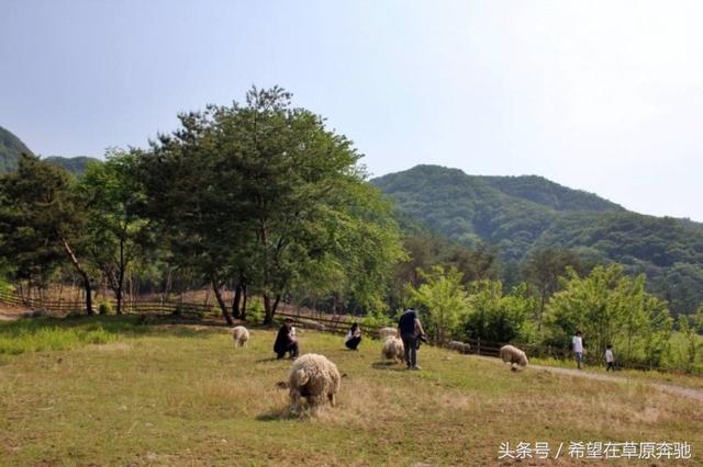 肉牛养殖场是否可以转变成休闲观光牧场？可借鉴韩国韩牛体验农场