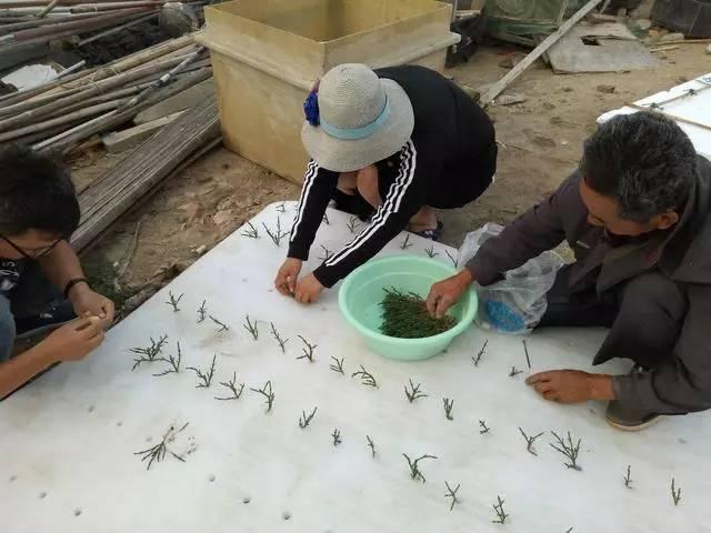 海水也能种植？海水种植+海水养殖=海水立体农业