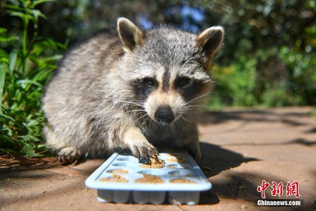 云南昆明：动物享用特制专属月饼