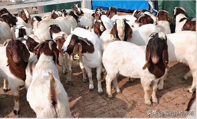 波尔山羊和小尾寒羊适合各地圈养，羊圈搭建及日常螨虫预防治疗