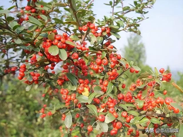 8月到啦，这些花可以开始播种扦插了哦~