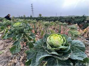 福建黄鳝养殖基地(乡村振兴中的“嘉鱼种力”——嘉鱼解码种子“芯片”打造种业创新高地)