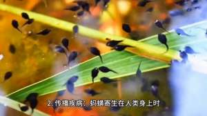 水蛭的养殖技术视频(#中视频伙伴计划#蚂蟥的危害#昆虫世界)