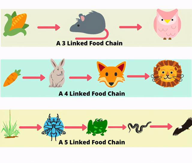 比亚洲鲤鱼还猛：跟手臂一样大的亚洲虎虾，美国人已经无计可施