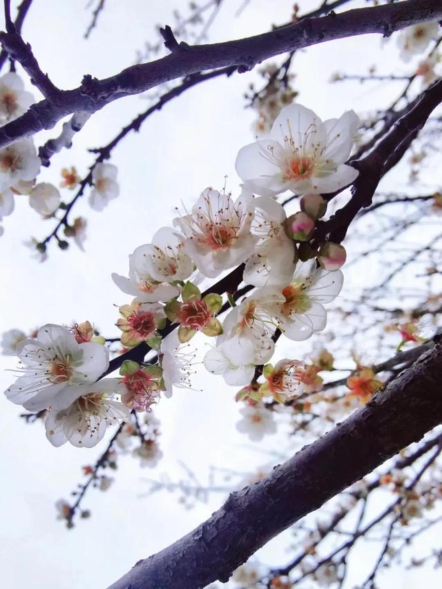 梅花的种植养护窍门，寒冬中的温暖之选