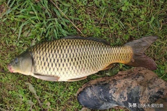 野钓鲤鱼重味型，用这3种味道的饵料，轻松钓到大鲤鱼