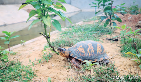 墨西哥箱龟生物学特性及人工养殖技术