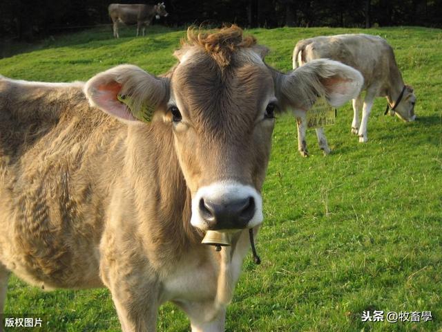 搞养殖肉牛，必须要了解这几点！养殖户来了解一下吧