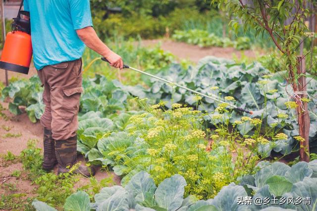 菜青虫不用农药怎么治？用这5种土方法，杀虫效果比农药还好