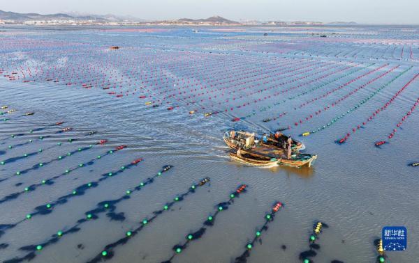 山东荣成：海洋牧场冬管忙