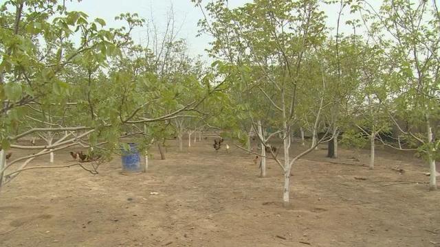 核桃树下养柴鸡，增收致富有门路