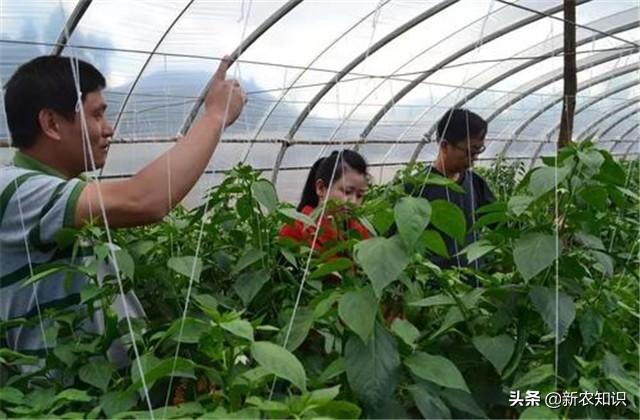 辣椒塑料大棚栽培管理！提高塑料大棚辣椒种植水平，增加产量