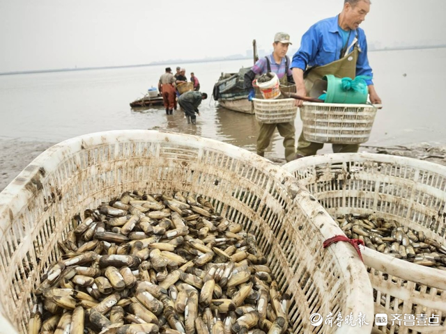 南苗北养“鲜味”藏滩涂  青岛即墨丁字湾万亩蛏子收获